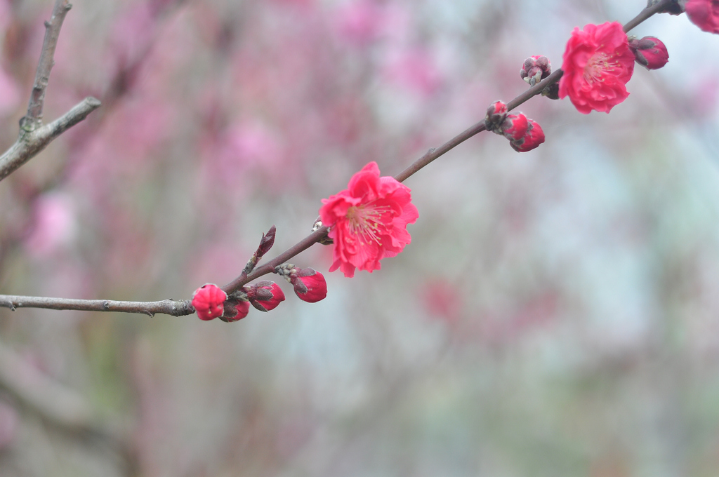 花枝春满『兴趣爱好-摄影地带,天长网社区论坛-天长市生活社区论坛